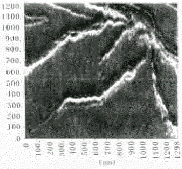 肌动蛋复合纤维无规卷曲的纤维簇的原子力显微镜图像