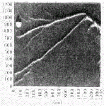 肌动蛋复合纤维树状分支结构的原子力显微镜图像