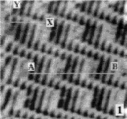 CPU聚合物膜的STM图像